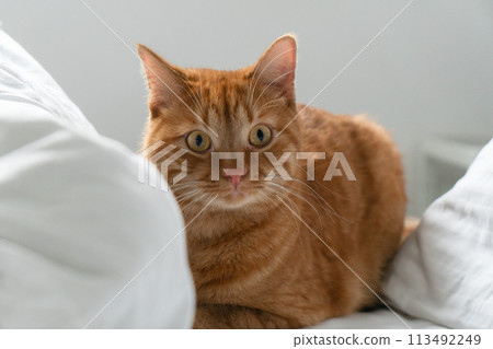 Ginger cat on a bed, looking at the camera with white pillows surrounding 113492249