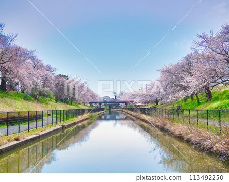 Cherry blossoms along Washinoki Sakura Promenade in Minami Ward, Niigata City 113492250