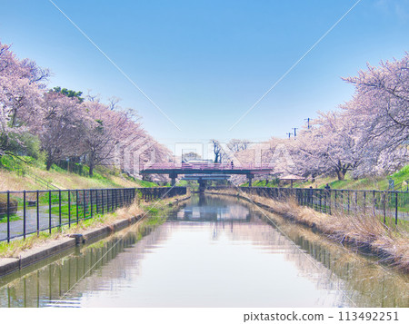 Cherry blossoms along Washinoki Sakura Promenade in Minami Ward, Niigata City 113492251