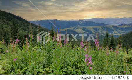 Blooming willow herbs on mountains meadow. Summer sunset time, golden hour. Nature of Ukraine. Blooming willow herbs on mountains meadow. Summer sunset time, golden hour. Nature of Ukraine. 113492258