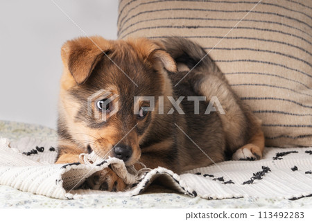 A fluffy mixed breed brown red puppy chews playfully at a colorful woven rug on a soft bed. 113492283