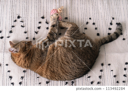 Tabby playful cat plays with pet toy at a handmade woven rug on a soft bed. Cats behavior concept. Tabby playful cat plays with pet toy at a handmade woven rug on a soft bed. Cats behavior concept. 113492284