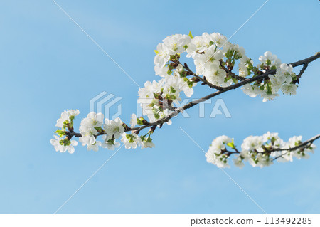 Close-up of cherry blossoms against blue sky creating a dreamy atmosphere. Copy space background. 113492285