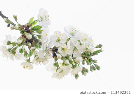 Close-up of white cherry blossoms. Close up, isolated on white copy space background. 113492291