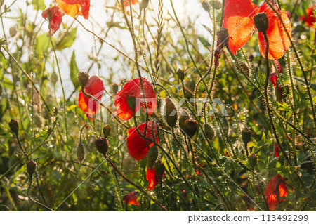 Close-up of red poppies in full bloom sways gently in the breeze Close-up of red poppies in full bloom sways gently in the breeze 113492299