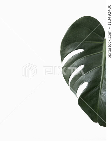 Monstera leaf isolated on white background Monstera leaf isolated on white background 113492430
