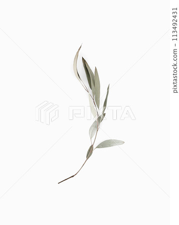 Eucalyptus branch dry leaves on white background with shadows. Minimal style design 113492431