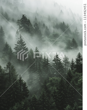 Forest covered in mist with trees, overcast day, dark gray style landscape, minimalist black and white muted palette 113492451