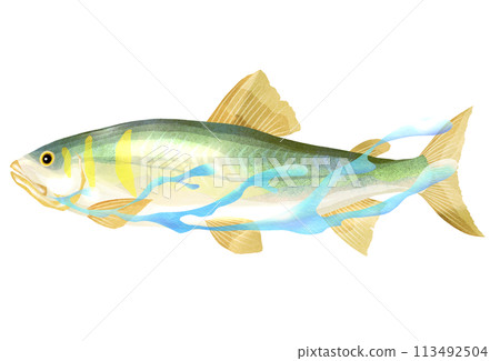 Illustration of a sweetfish swimming smoothly 113492504