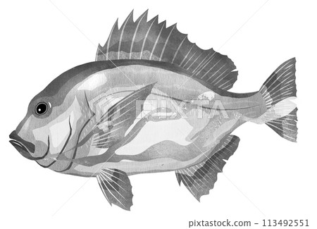 Kidai black and white illustration Kidai black and white illustration 113492551