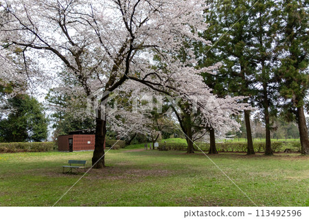 Spring in Minowa Castle: Cherry blossoms at Gozenkuruwa 113492596