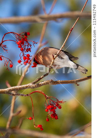 Akaoso Akaoso 113492749