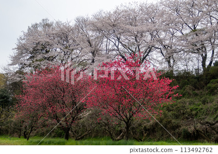 春天的三之輪城 春天的三之輪城 113492762