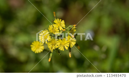 Onita Birako 113493470