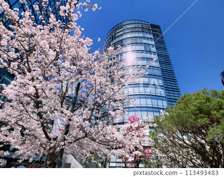 櫻花和盛開的水梯田，東京 113493483