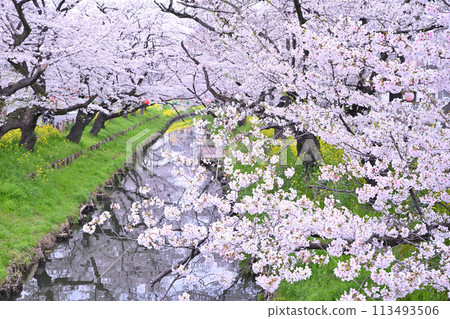 Cherry blossoms in full bloom along the Shingashi River in Koedo Kawagoe 113493506