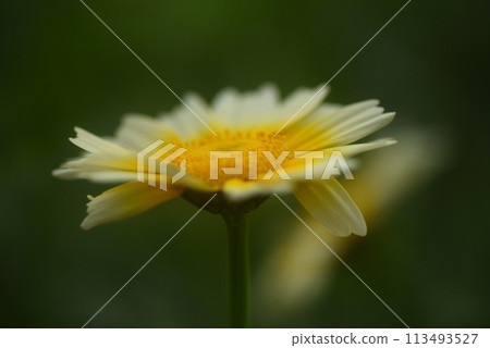 Yellow flower 113493527