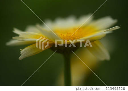 Yellow flower vegetable spring chrysanthemum flower Yellow flower vegetable spring chrysanthemum flower 113493528