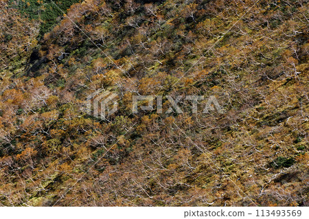南阿爾卑斯山、千疊岳、古千丈山脊的白樺黃葉 113493569