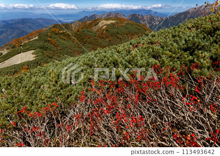 Rowan berries on Mount Senjo in the Southern Alps and a view of Mount Umanose and Mount Nokogiri Rowan berries on Mount Senjo in the Southern Alps and a view of Mount Umanose and Mount Nokogiri 113493642