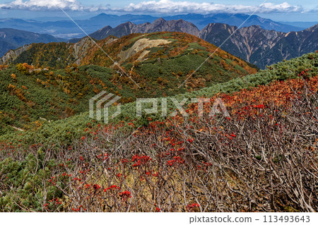 Rowan berries on Mount Senjo in the Southern Alps and a view of Mount Umanose and Mount Nokogiri Rowan berries on Mount Senjo in the Southern Alps and a view of Mount Umanose and Mount Nokogiri 113493643
