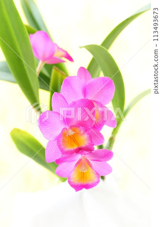 Pink Cattleya, Light Background, Wynotwalk Pink Cattleya, Light Background, Wynotwalk 113493673
