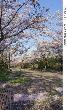 [Chiba City, Chiba Prefecture] Oyumino Four Seasons Road: Spring Road and Cherry Blossoms 113493710