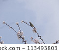 Uguit and cherry blossoms 113493803