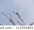 Warbler and cherry blossoms 113493804
