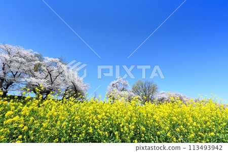 Cherry blossoms and rape blossoms in the dive of Yawata 113493942