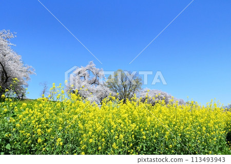 Yawata潛水中的櫻花和油菜花 113493943