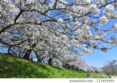 Cherry blossoms of Yawata's back dike 113493944