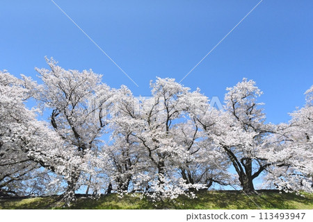 Cherry blossoms of Yawata's back dike Cherry blossoms of Yawata's back dike 113493947