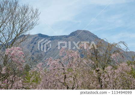 Mt. Neko and the blooming cherry blossoms seen from Aso Takamori are beautiful 113494099