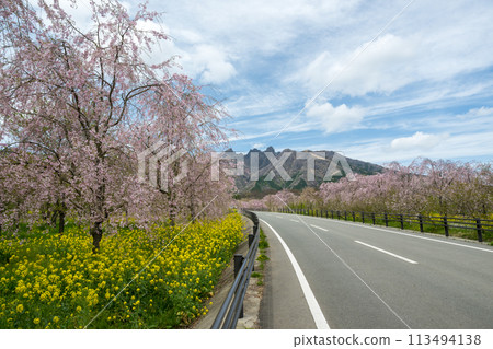 Mt. Neko and the blooming cherry blossoms seen from Aso Takamori are beautiful Mt. Neko and the blooming cherry blossoms seen from Aso Takamori are beautiful 113494138