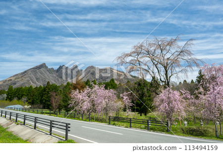 從阿蘇高森看到的貓山和盛開的櫻花很美 113494159