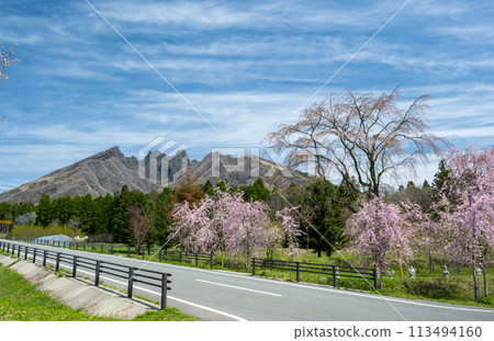 Mt. Neko and the blooming cherry blossoms seen from Aso Takamori are beautiful 113494160