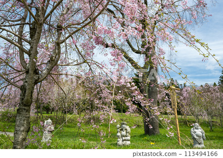 Mt. Neko and the blooming cherry blossoms seen from Aso Takamori are beautiful Mt. Neko and the blooming cherry blossoms seen from Aso Takamori are beautiful 113494166