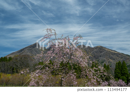從阿蘇高森看到的貓山和盛開的櫻花很美 113494177
