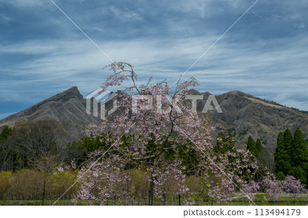 從阿蘇高森看到的貓山和盛開的櫻花很美 113494179