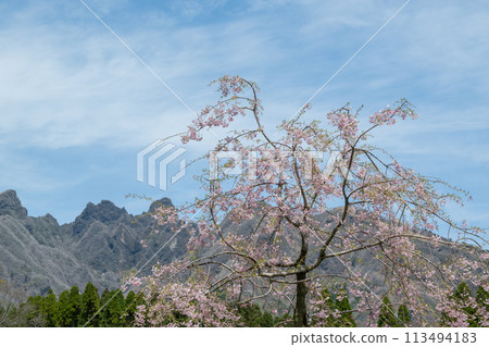 從阿蘇高森看到的貓山和盛開的櫻花很美 113494183
