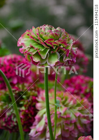 毛茛絨球系列花朵盛開 毛茛絨球系列花朵盛開 113494218