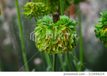 毛茛絨球系列 毛茛絨球系列 113494224