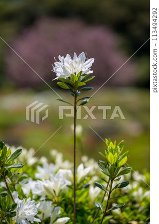 A rare spring landscape where cherry blossoms and azaleas bloom in spring at the same time 113494292