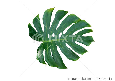 Monstera leaves leaves 113494414