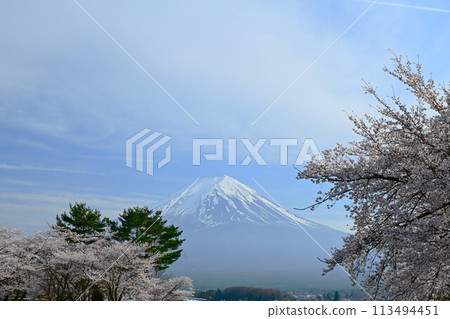 美麗的春天櫻花和殘雪的富士山 113494451