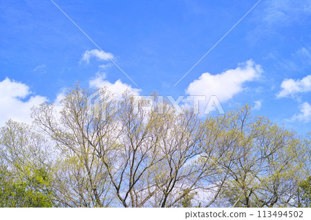 藍色的天空和雲圖像 113494502