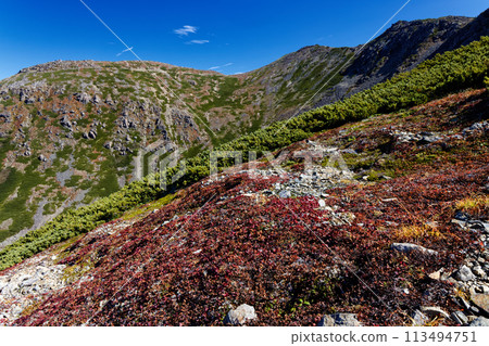 Southern Alps, Mount Senjogatake summit and autumn foliage of Urashima Azalea Southern Alps, Mount Senjogatake summit and autumn foliage of Urashima Azalea 113494751