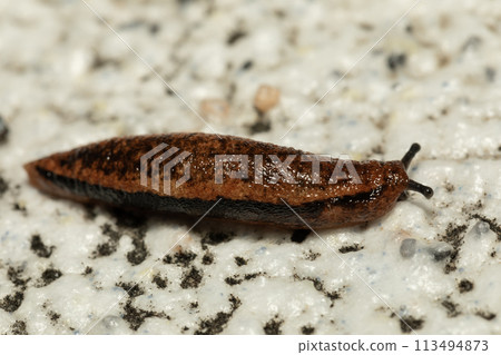Slug Slug 113494873