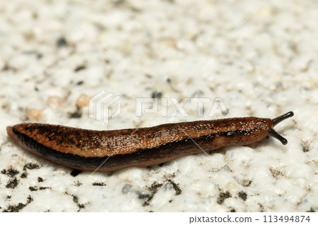 Slug Slug 113494874